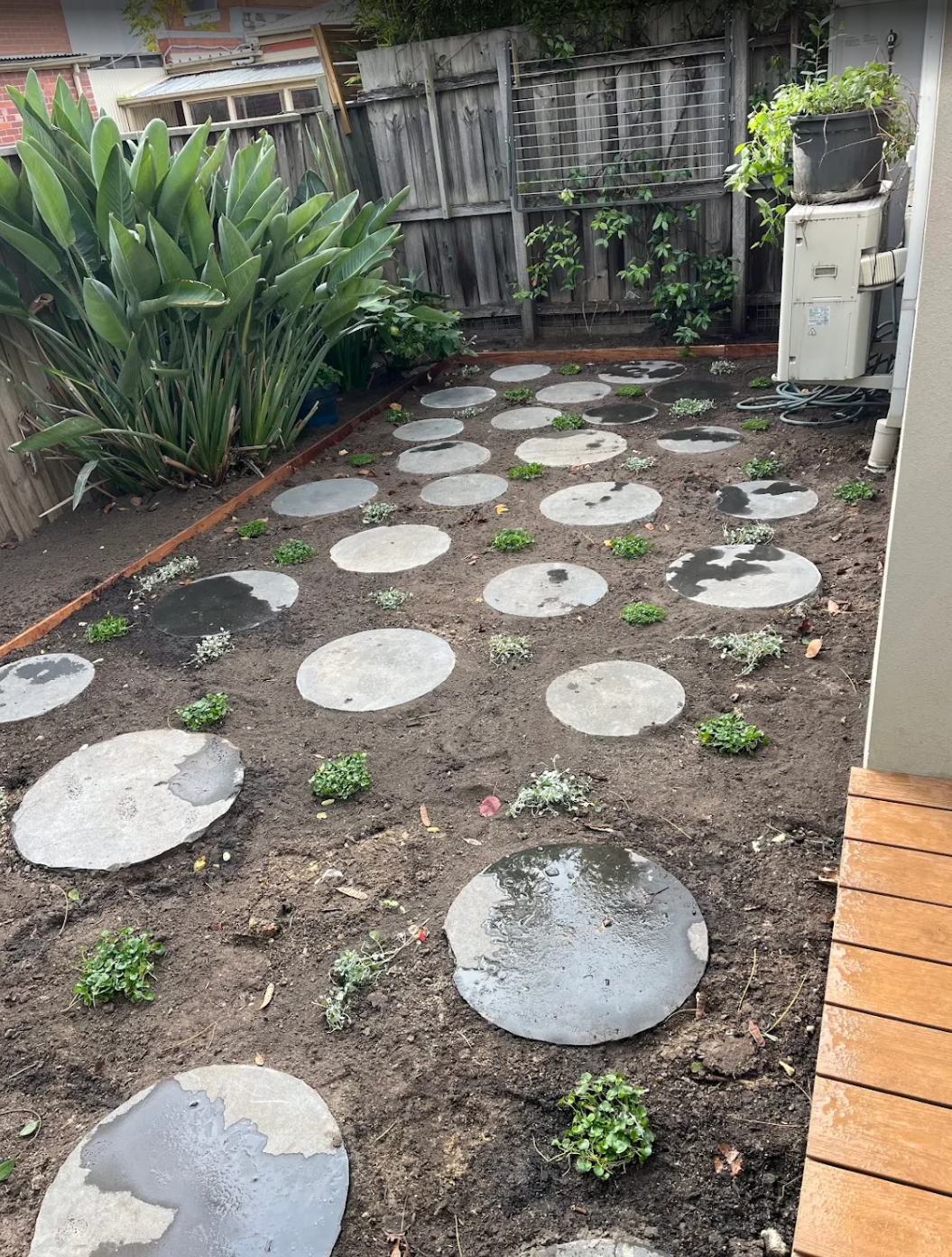 Newly planted Dichondra repens groundcover between circular bluestone stepping stones with timber deck and steel edging, Williamstown