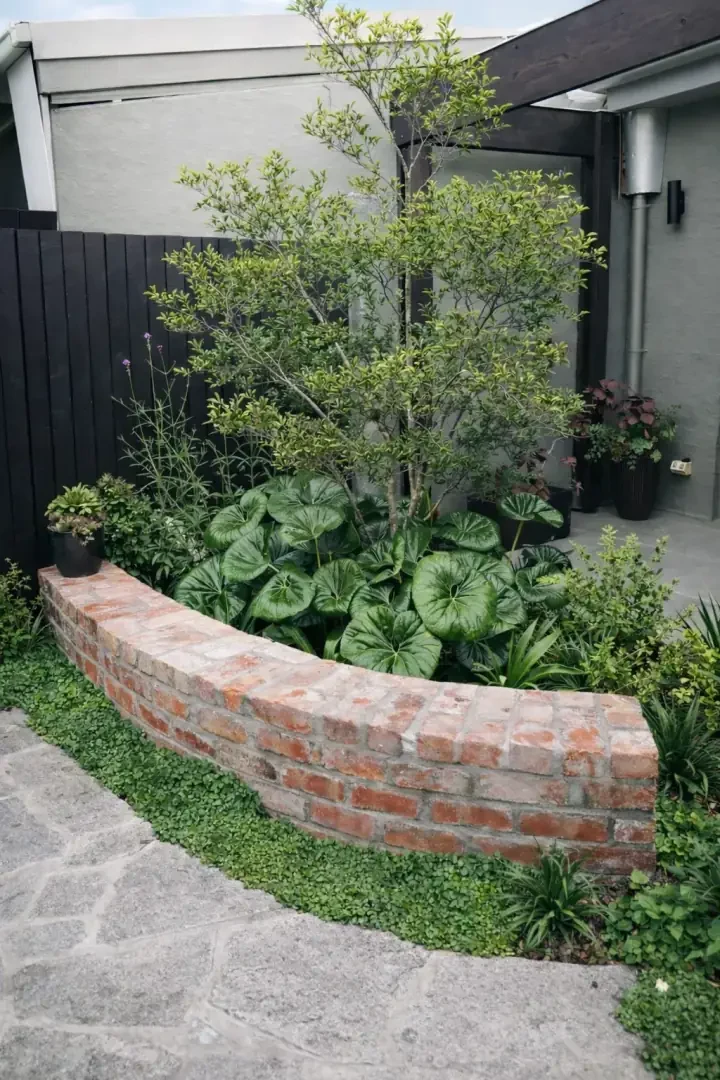 Curved recycled brick retaining wall with Alocasia planting and Dichondra groundcover in a Newport front garden
